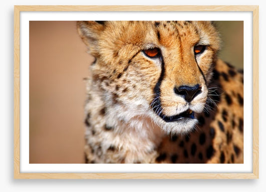 Amber eyes