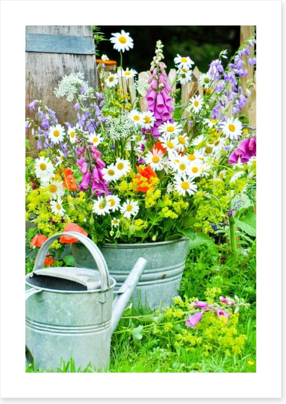 Wildflower blooms