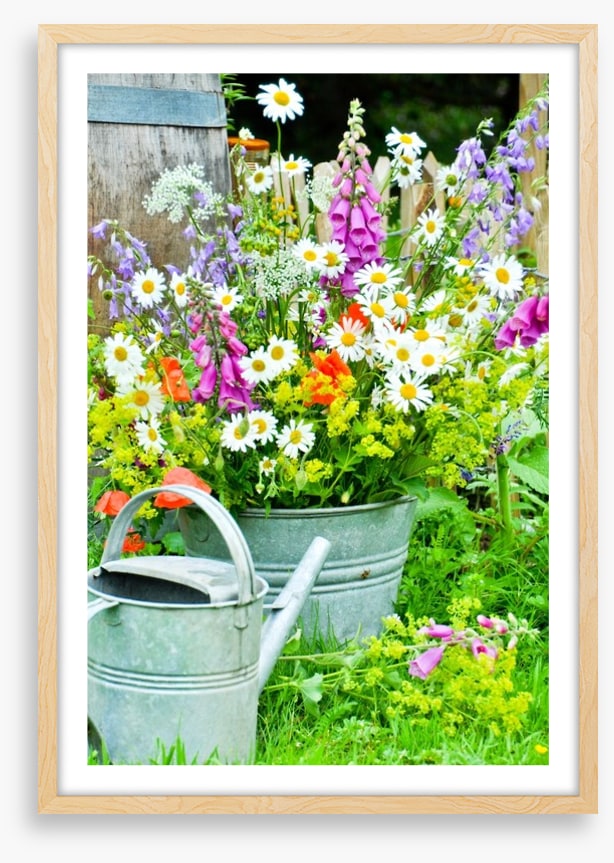 Wildflower blooms