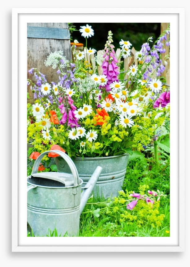 Wildflower blooms