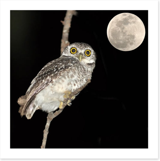 Night vision