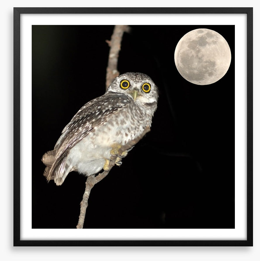 Night vision