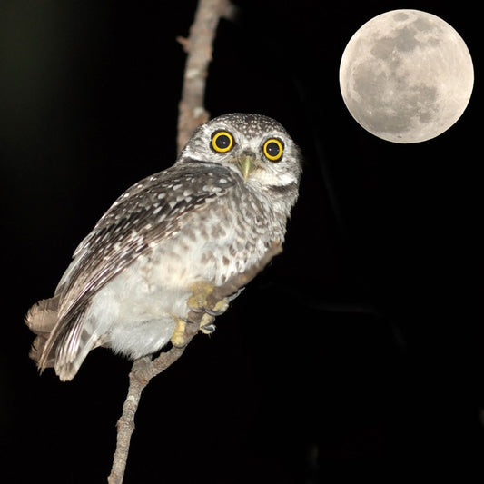 Night vision