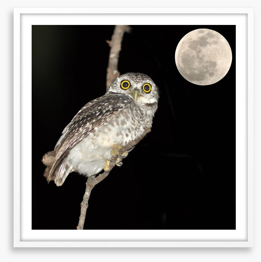 Night vision
