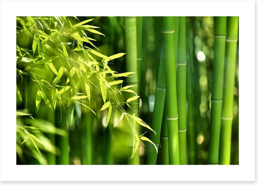 Bamboo forest