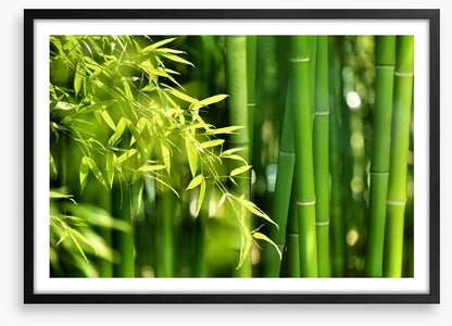 Bamboo forest