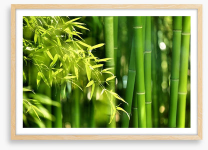 Bamboo forest