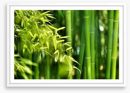Bamboo forest