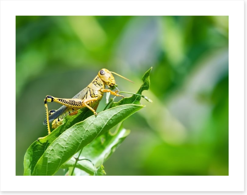 Insects