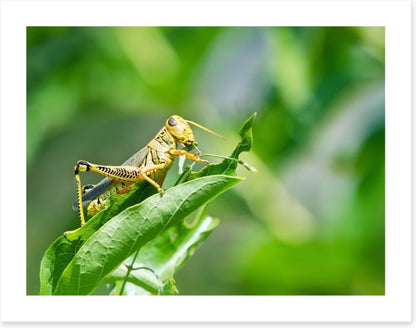 Insects