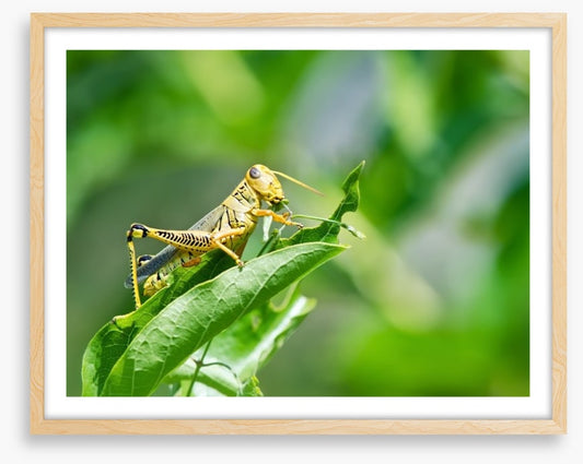 Insects