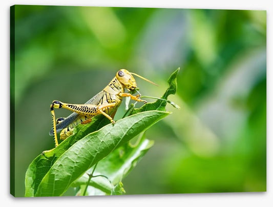 Insects