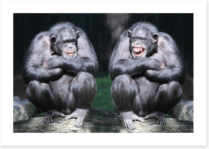 Monkeying around