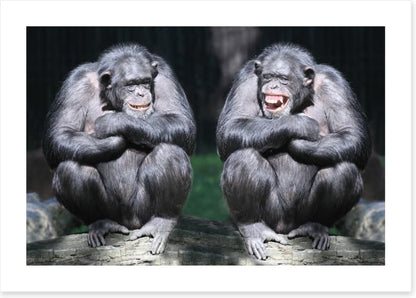 Monkeying around