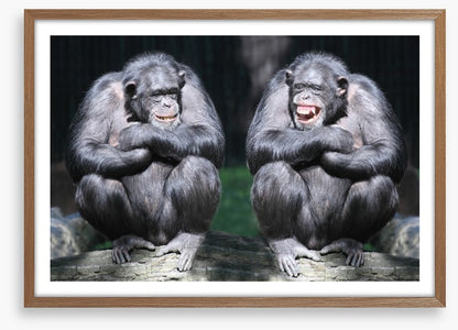 Monkeying around