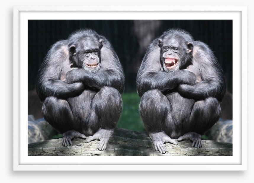 Monkeying around