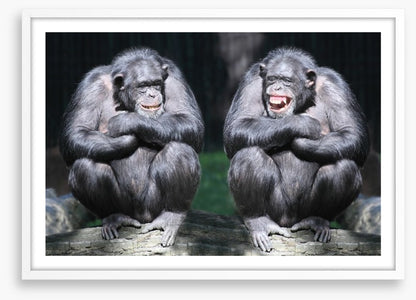 Monkeying around