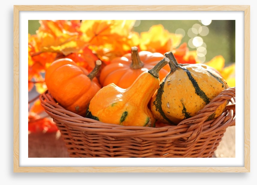 Picking pumpkins