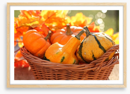 Picking pumpkins