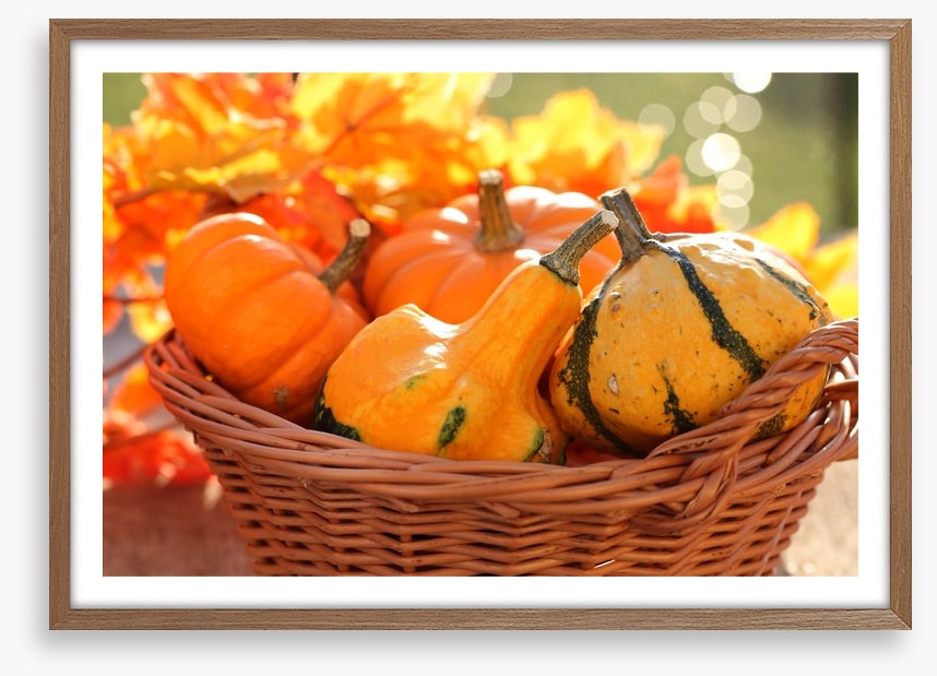 Picking pumpkins