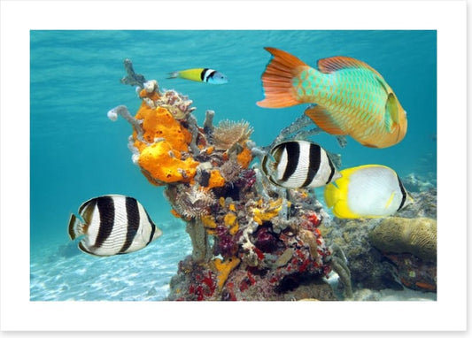 By the orange coral