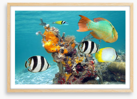 By the orange coral
