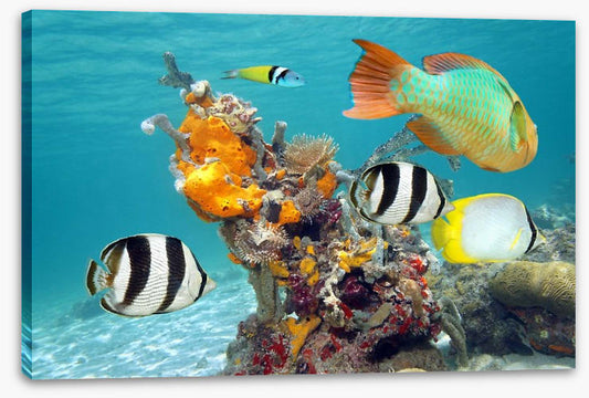 By the orange coral