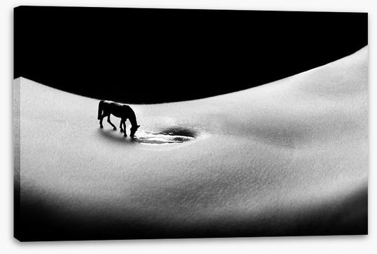 A horse to water