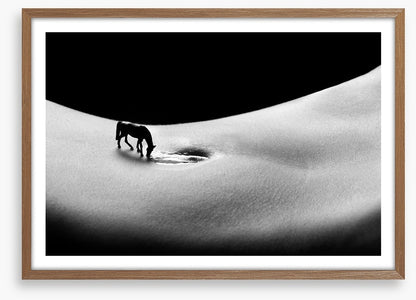 A horse to water