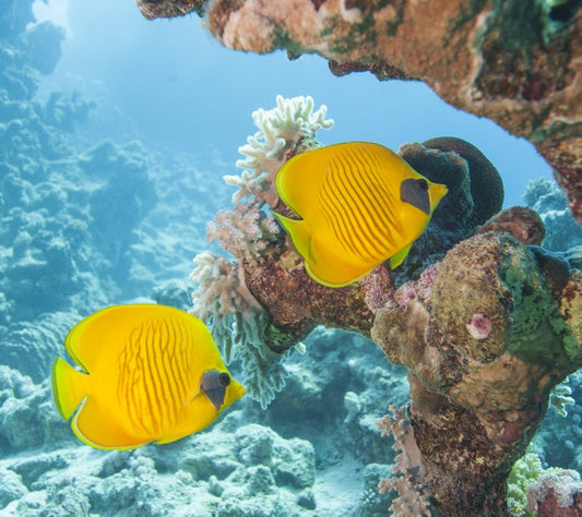 Underwater