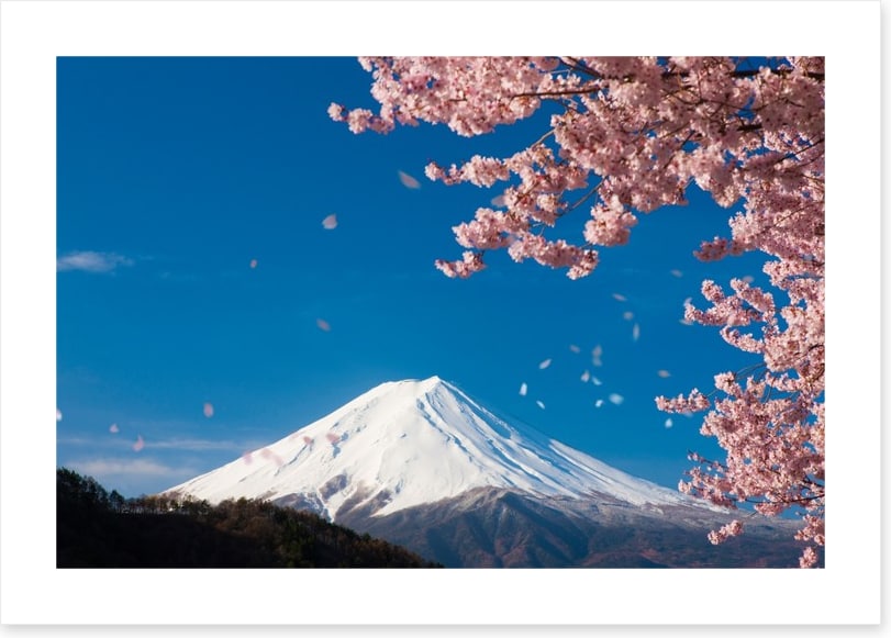 Sakura snow