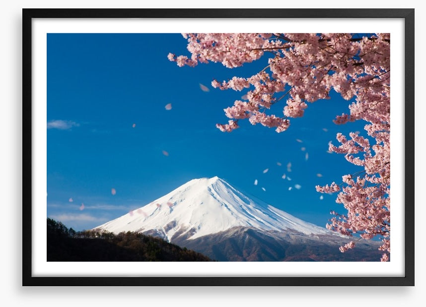 Sakura snow
