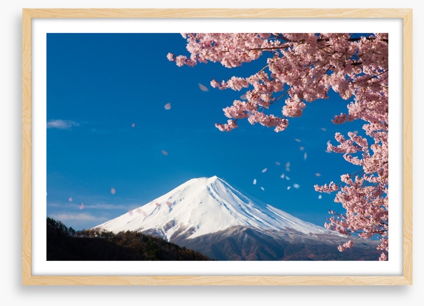 Sakura snow