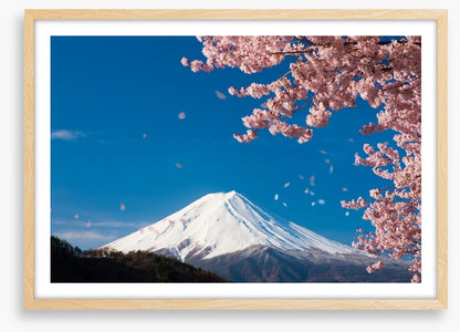 Sakura snow
