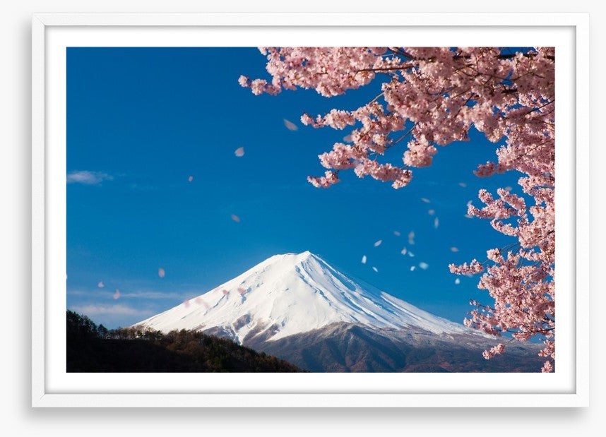 Sakura snow