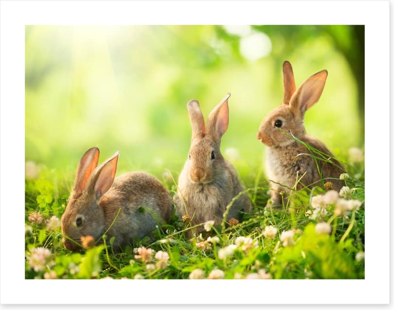 Spring bunnies