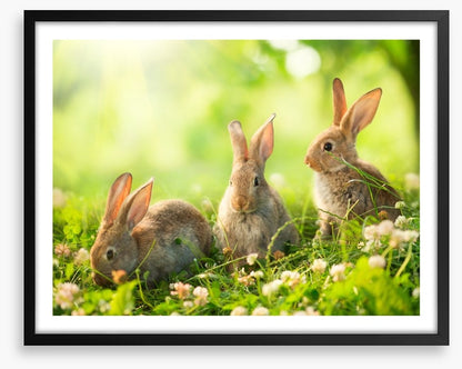 Spring bunnies
