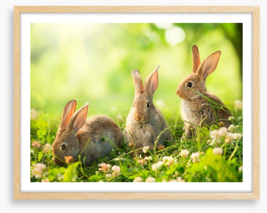 Spring bunnies