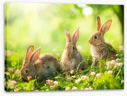 Spring bunnies