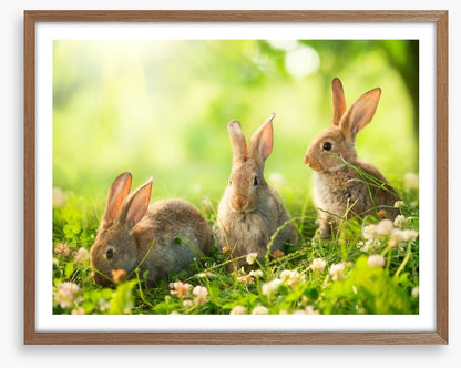 Spring bunnies