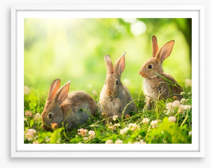 Spring bunnies