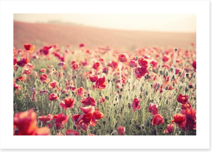 Poppy field sundown