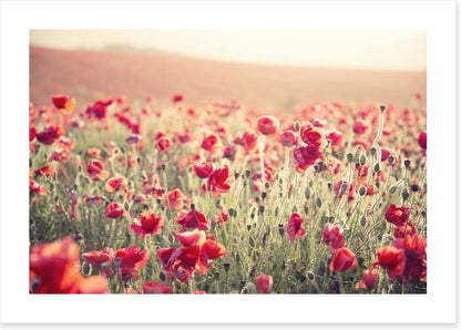 Poppy field sundown