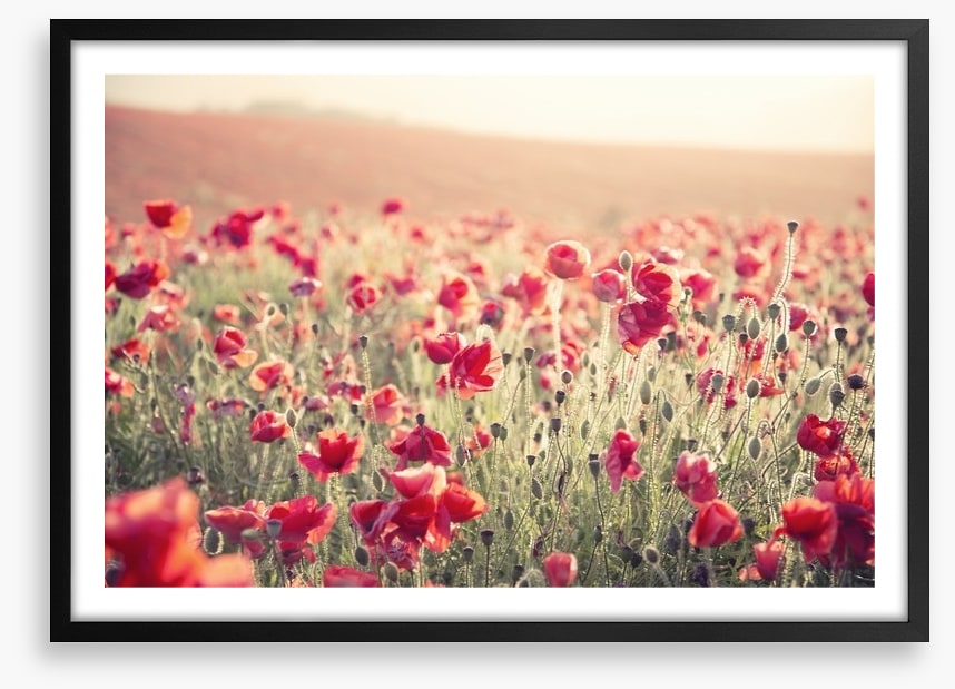 Poppy field sundown