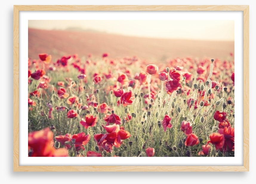 Poppy field sundown