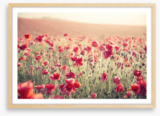 Poppy field sundown