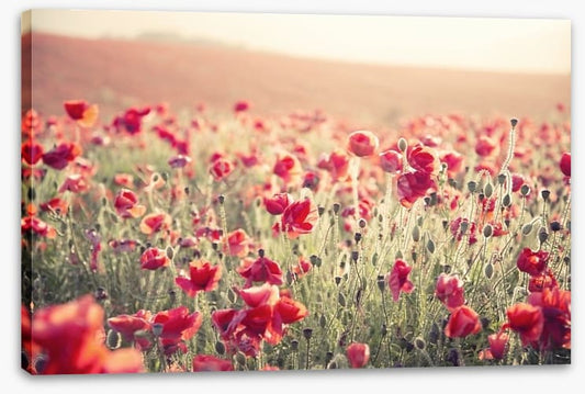 Poppy field sundown