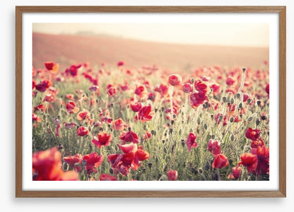 Poppy field sundown
