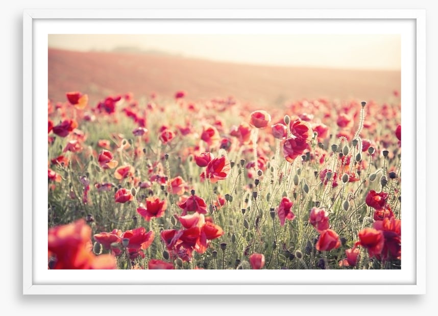 Poppy field sundown