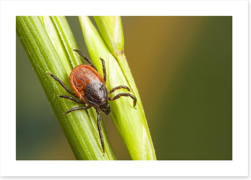 Insects